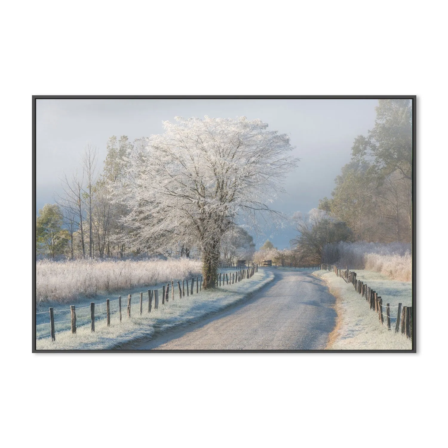 A Frosty Morning, by Chris Moore