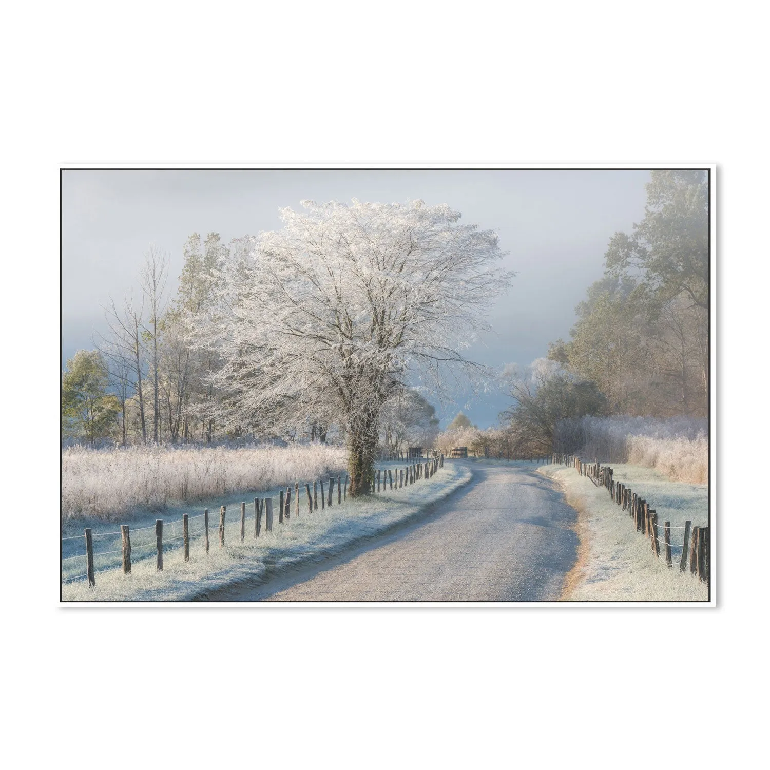 A Frosty Morning, by Chris Moore