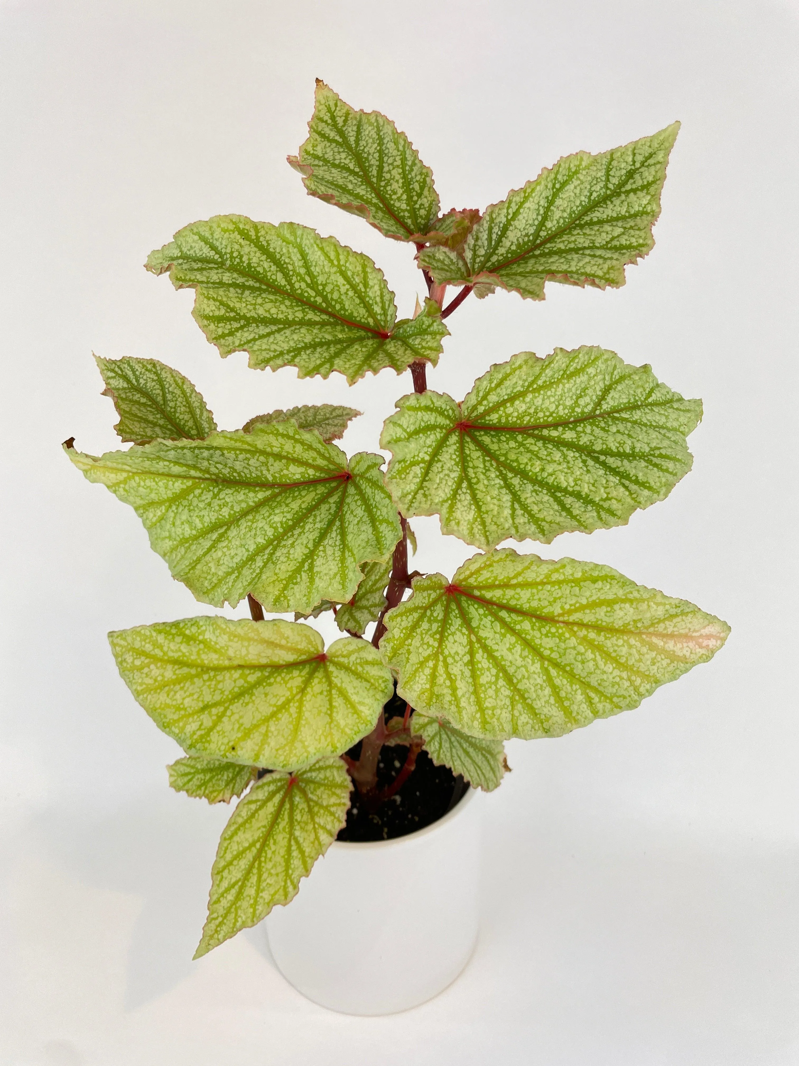Begonia Angel Wings “Frosty”