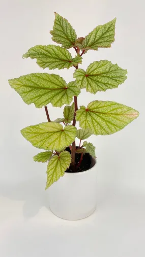 Begonia Angel Wings “Frosty”