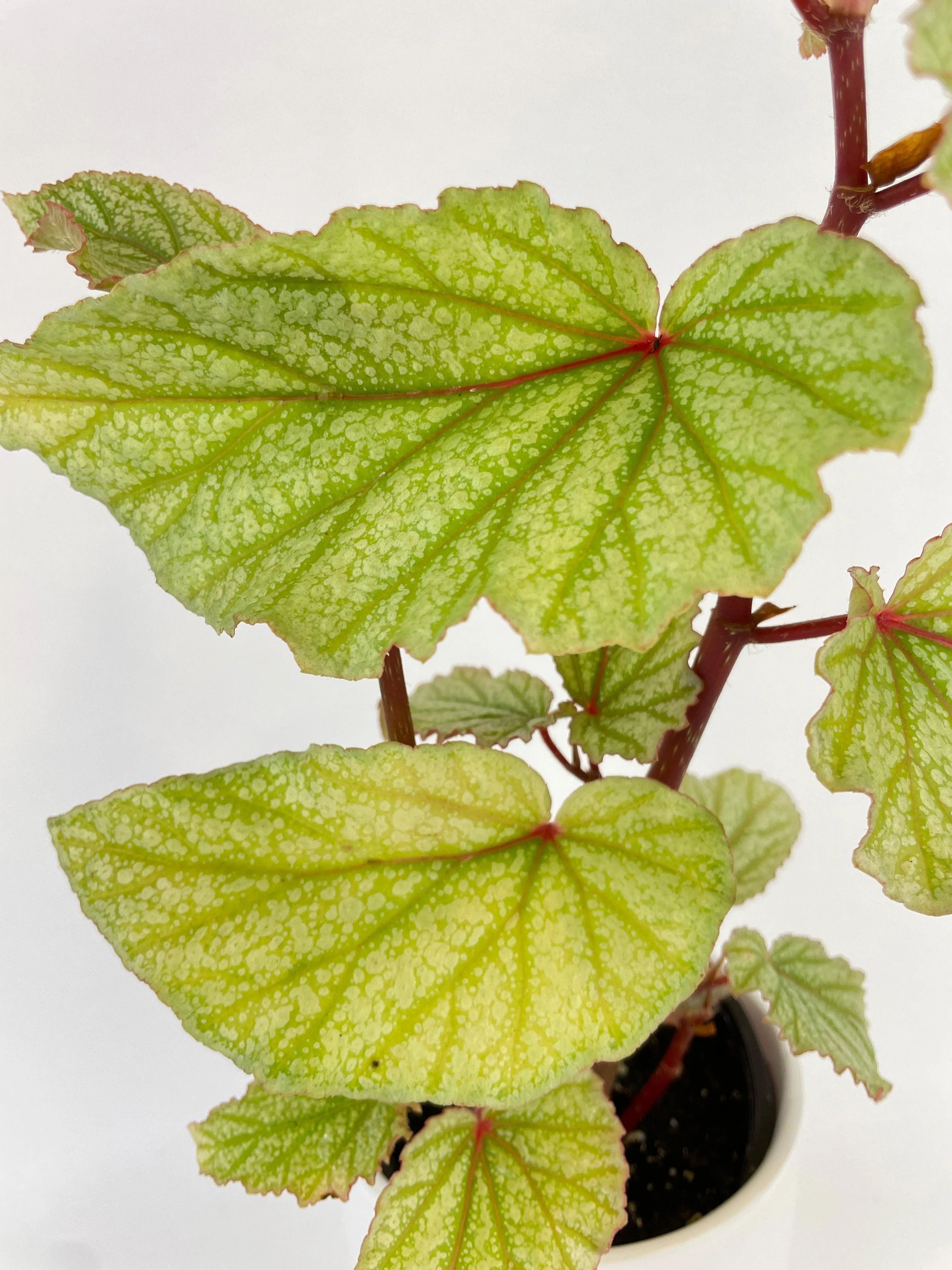 Begonia Angel Wings “Frosty”