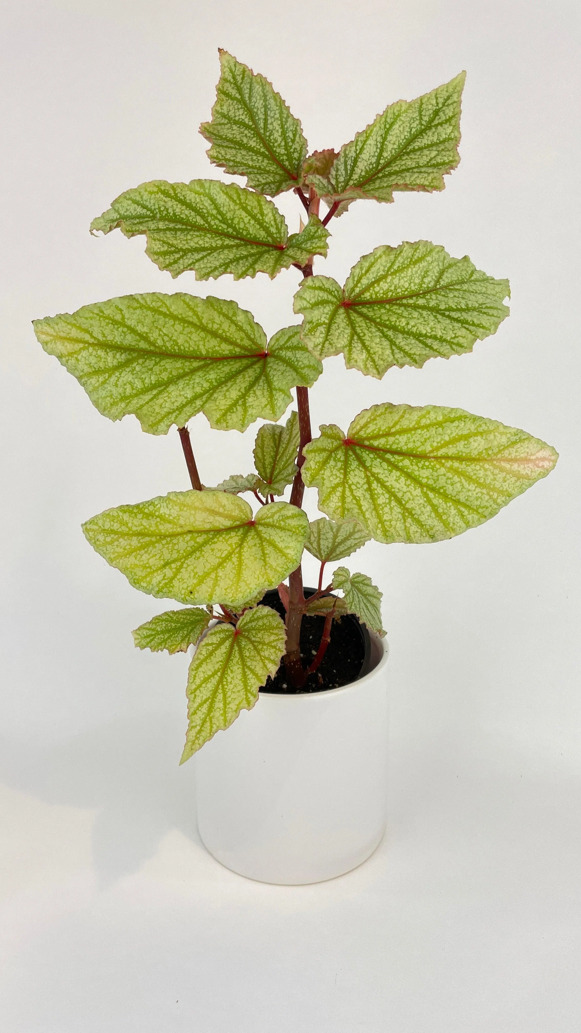 Begonia Angel Wings “Frosty”