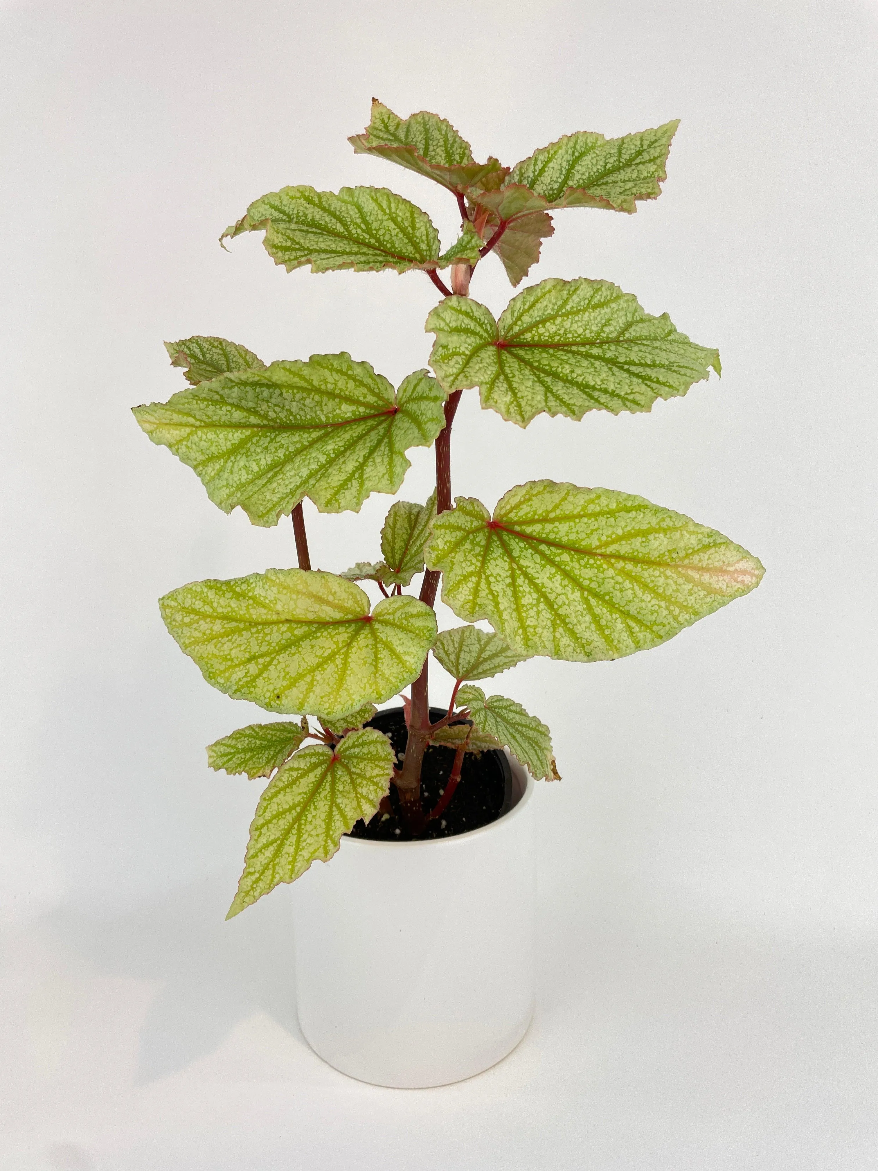 Begonia Angel Wings “Frosty”