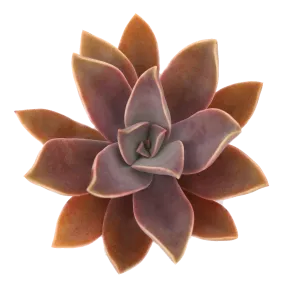 Graptoveria 'Fred Ives'